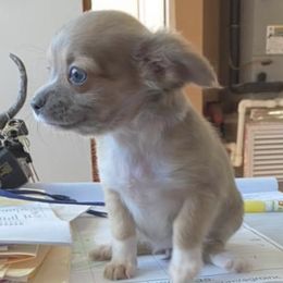 Chihuahuas and Dalmatians from Kassafina Kennel