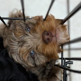 Bernedoodle, Cockapoo, and Goldendoodle Puppies from Avery Doodle Day LLC