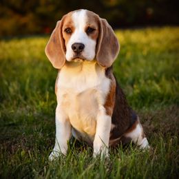 Boy 2 - Blue tan and white male Beagle puppy in Caldwell, Ohio from Folklore Kennel