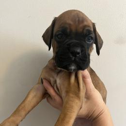 Girl 3 - Fawn female Boxer puppy in Staatsburg, New York from Rumors of Luv Boxers