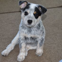 Australian Cattle Dog Puppies from Lyla Hinman