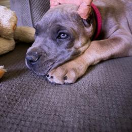 Indy - Gray and fawn female Cane Corso puppy in Fritch, Texas from Carrie Brown's Cane Corsos
