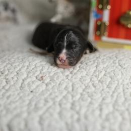 Lamb - Black and white female Bernedoodle puppy in Seffner, Florida from TOP NOTCH PUPS- BERNEDOODLE BREEDER