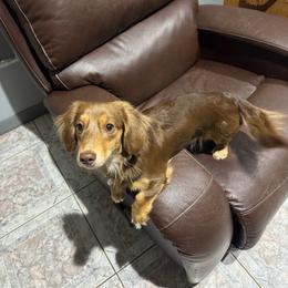 Reese - Dachshund