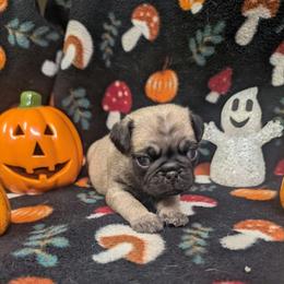 Dandy - Fawn male Pug puppy in Winter Haven, Florida from Lisa's Pugalicious Pugs