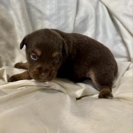 Paprika - Red tri female Miniature Australian Shepherd puppy in Medical Lake, Washington from MAS Gone Rogue