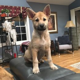 Chinook Puppies from Vanguard Chinooks