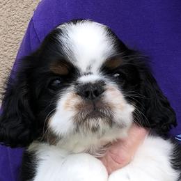 English Toy Spaniel and French Bulldog Puppies from Renaissance French Bulldogs and English Toy Spaniels