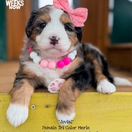Jovial - Blue merle female Bernedoodle puppy in Orange, Texas from Walk with Me Doodles