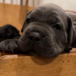 Pink - Gray female Cane Corso puppy in Homeland, California from Dal Deserto Cane Corso