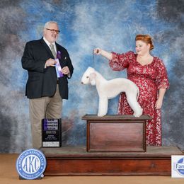 Regina - Bedlington Terrier