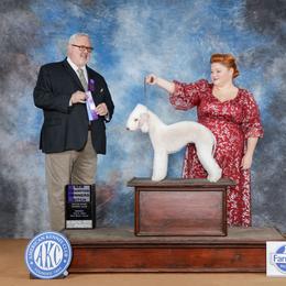Regina - Bedlington Terrier