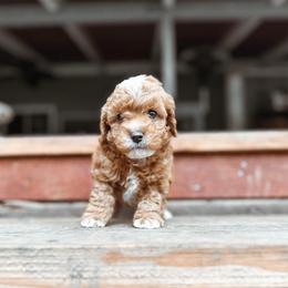 Eve - Red female Cavapoo puppy in Shingle Springs, California from Kindred Oak Goldendoodles