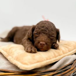 King - Chocolate male Goldendoodle puppy in North Carolina from Tuxedo Mountain Doodles