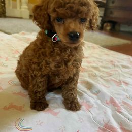 Boy 3 - male Poodle puppy in Colerain, North Carolina from Lisa's Poodles