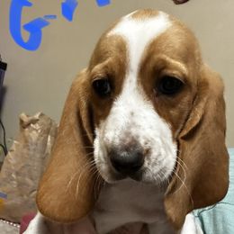 Basset Hounds from J.C.C.S. Bassets
