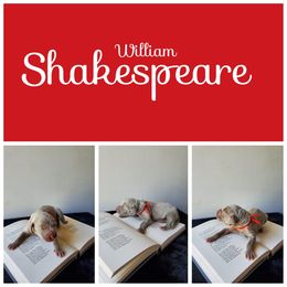 Weimaraner Puppies from LAAT Weims