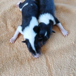Girl 2 - female Collie puppy in St Stephens, Wyoming from Desert Kennels