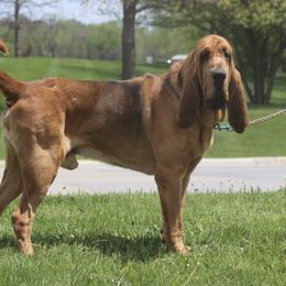 Bloodhound and Bracco Italiano All Grown Up from Susanna Anderson