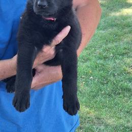 German Shepherd Puppies from Moonlight Shepherds LLC