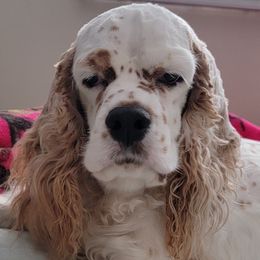 Cookie - Cocker Spaniel
