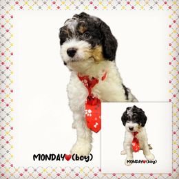 Monday - Black and white male Aussiedoodle puppy in Houston, Texas from Jomelkin Furry Pals