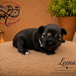 Leena AKC - Salt and pepper female Miniature Schnauzer puppy in Pelzer, South Carolina from Schnauzer Heaven Von Longbach