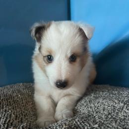 Captain - White and sable merle male Shetland Sheepdog puppy in Kerville, Texas from Cedar Hill Kennels