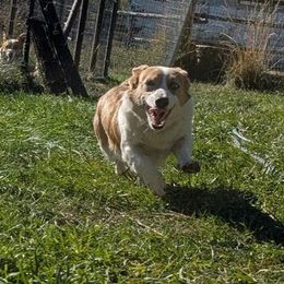 Periwinkle - Red merle and white female American Corgi puppy in Ellensburg, Washington from Faery Mount Farm