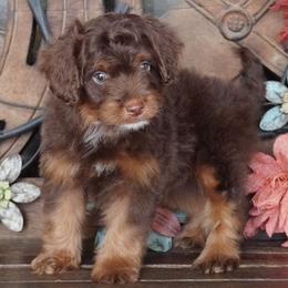 Reese RTM - Red tri-color male Aussiedoodle puppy in Lawton, Oklahoma from Lindsey’s Aussies
