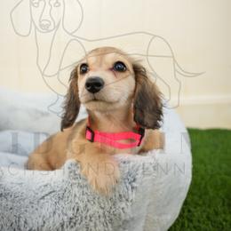 Maple - Cream female Dachshund puppy in Temecula, California from Naomi Magee's Dachshund Kennel