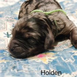 Holden - Merle male Goldendoodle puppy in Pasco, Washington from Camp Doodle Woods