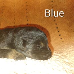 Blue - Black and tan female German Shepherd puppy in Dawsonville, Georgia from Vom Aussenseiter