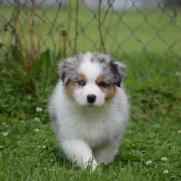 Australian Shepherd Puppies from Ausdauer Australian Shepherds