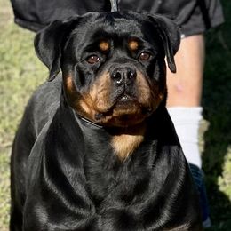Fire - Rottweiler