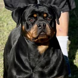 Fire - Rottweiler