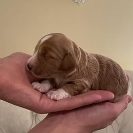 Dottie - Red  female Goldendoodle puppy in Kansas City, Kansas from Bella & Ivy’s Mini Goldendoodles of KC