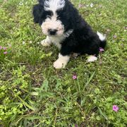 Border Collie and Bordoodle Puppies from Pecan Grove Acres’ Pups