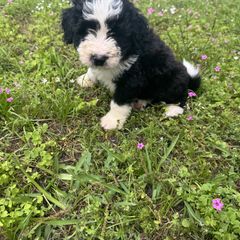 Border Collie and Bordoodle Puppies from Pecan Grove Acres’ Pups