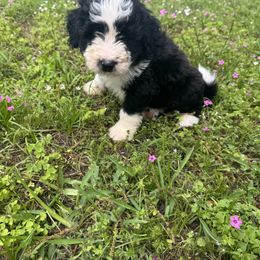 Border Collie and Bordoodle Puppies from Pecan Grove Acres’ Pups
