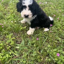 Border Collie and Bordoodle Puppies from Pecan Grove Acres’ Pups