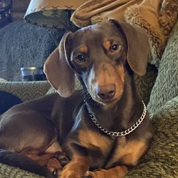 Stallone - Dachshund