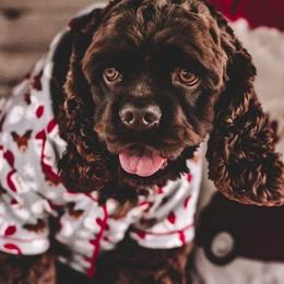 Cocker Spaniel Puppies from Chocolate Cocker Spaniels