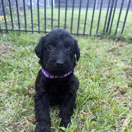 Maddie - Black female Labradoodle puppy in Georgetown, South Carolina from Muddy Bay Kennels