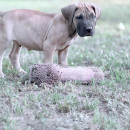 Columbiana - Fawn male Great Dane puppy in Montgomery, Texas from KD Sweet Southern Danes