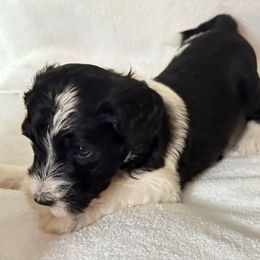 Malone - Black male Sheepadoodle puppy in Charleston & Kershaw, South Carolina from Atlas Harrold-Moore Sheepadoodles, LLC   (AHMS)