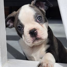 Boston Terriers from Lakeview Bostons