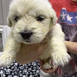 Boy Pick 5 - Light golden male Golden Retriever puppy in Waterloo, Indiana from All 4 Paws of Pheasant Run