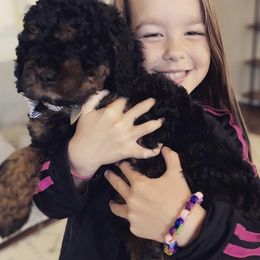 Cockapoo Puppies from Maple’s Cockapoo Puppies