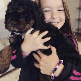 Cockapoo Puppies from Maple’s Cockapoo Puppies